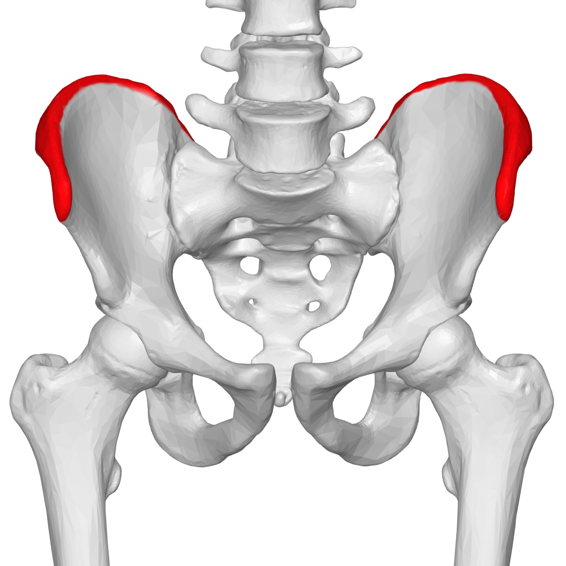 File:Iliac crest 03 - anterior view.png - Wikimedia Commons