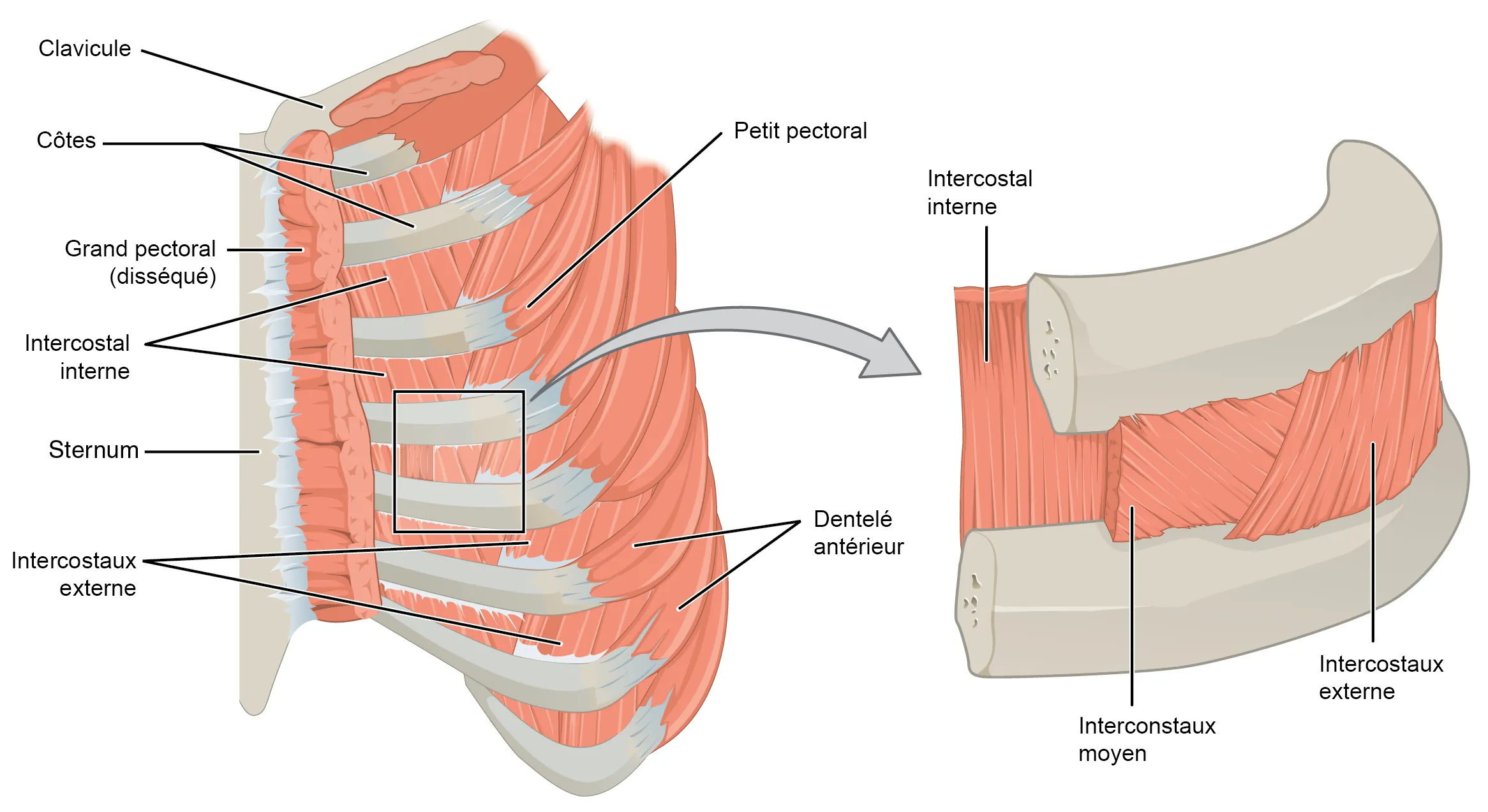 Muscle intercostal — Wikipédia