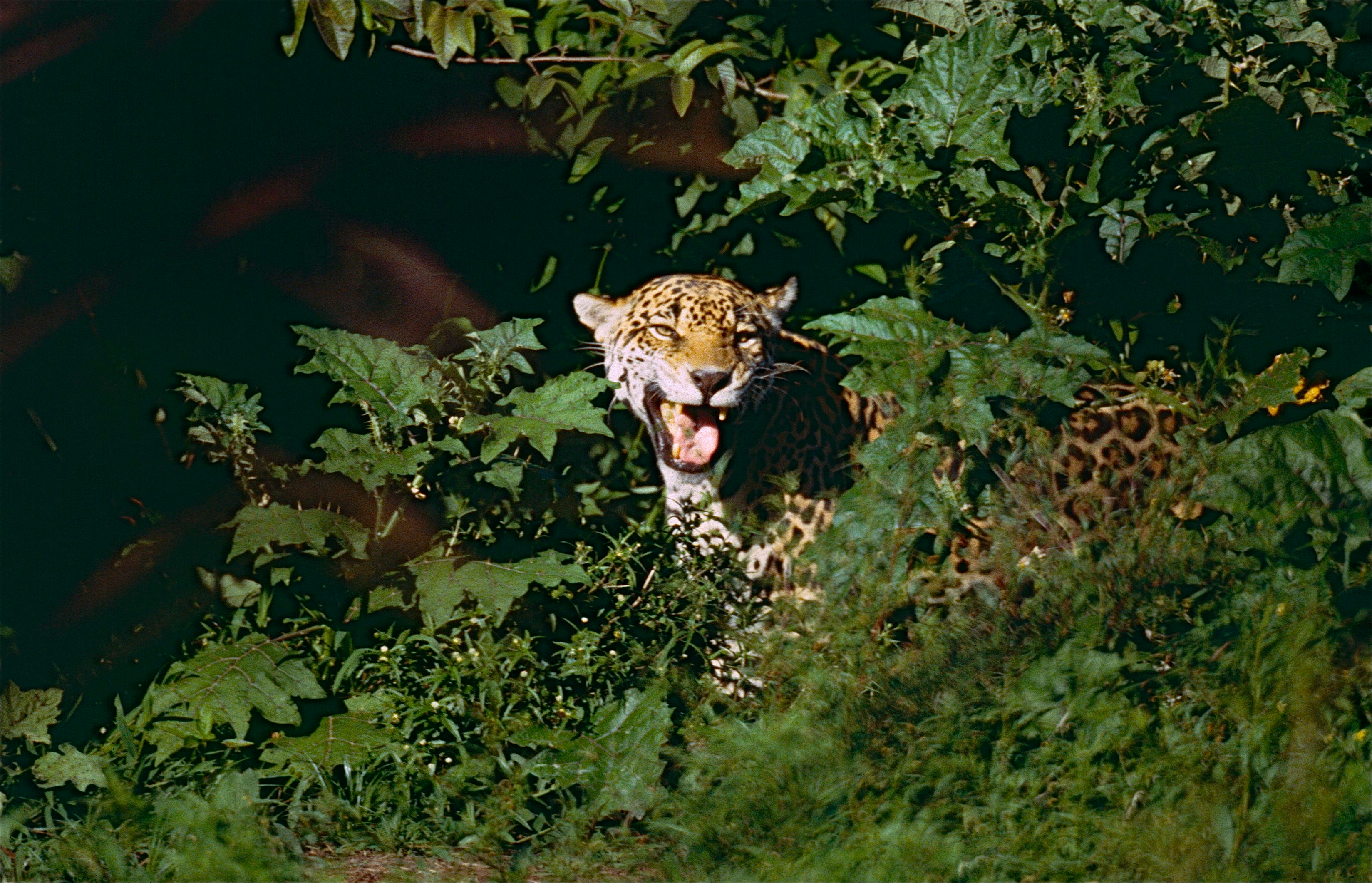 Jaguar (Panthera onca) male in "Flehmen" attitude (10532572476).jpg