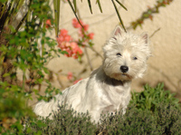 File:Jeune westie.jpg