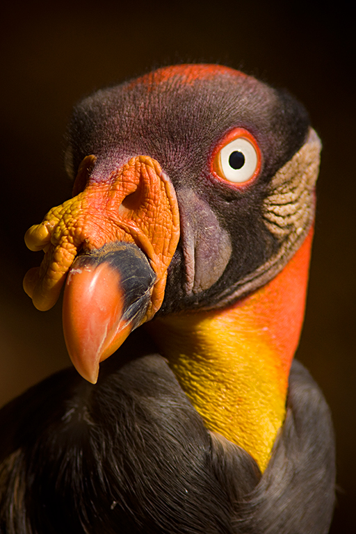 King vulture - Wikipedia