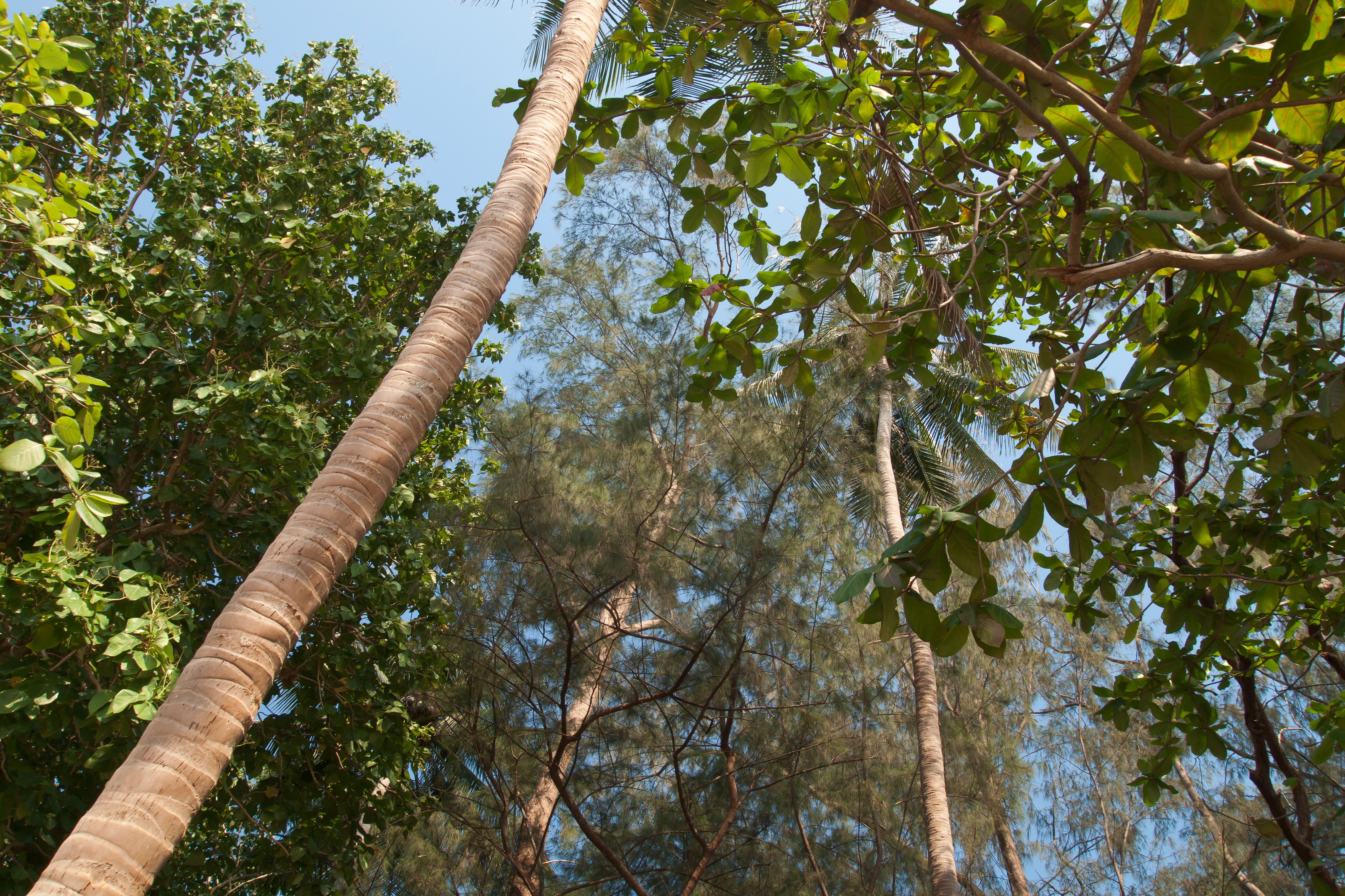 二次林 Secondary Forest: 最新の百科事典、ニュース、レビュー、研究