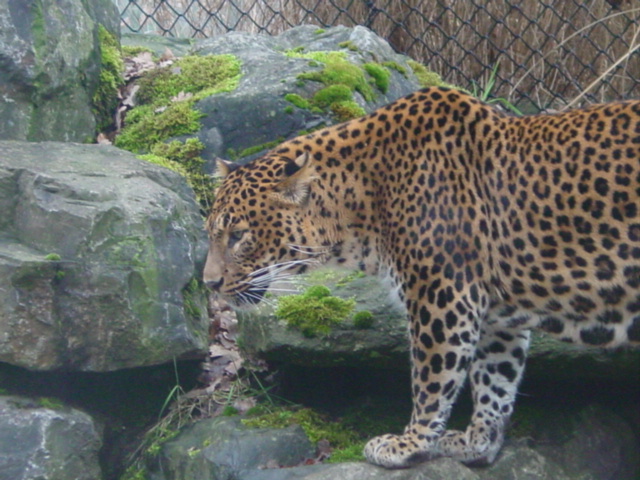 File:Luipaard - Panthera pardus.jpg