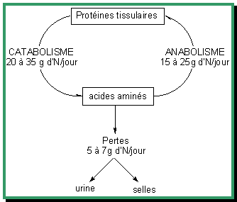 Métabolisme-Image064.gif