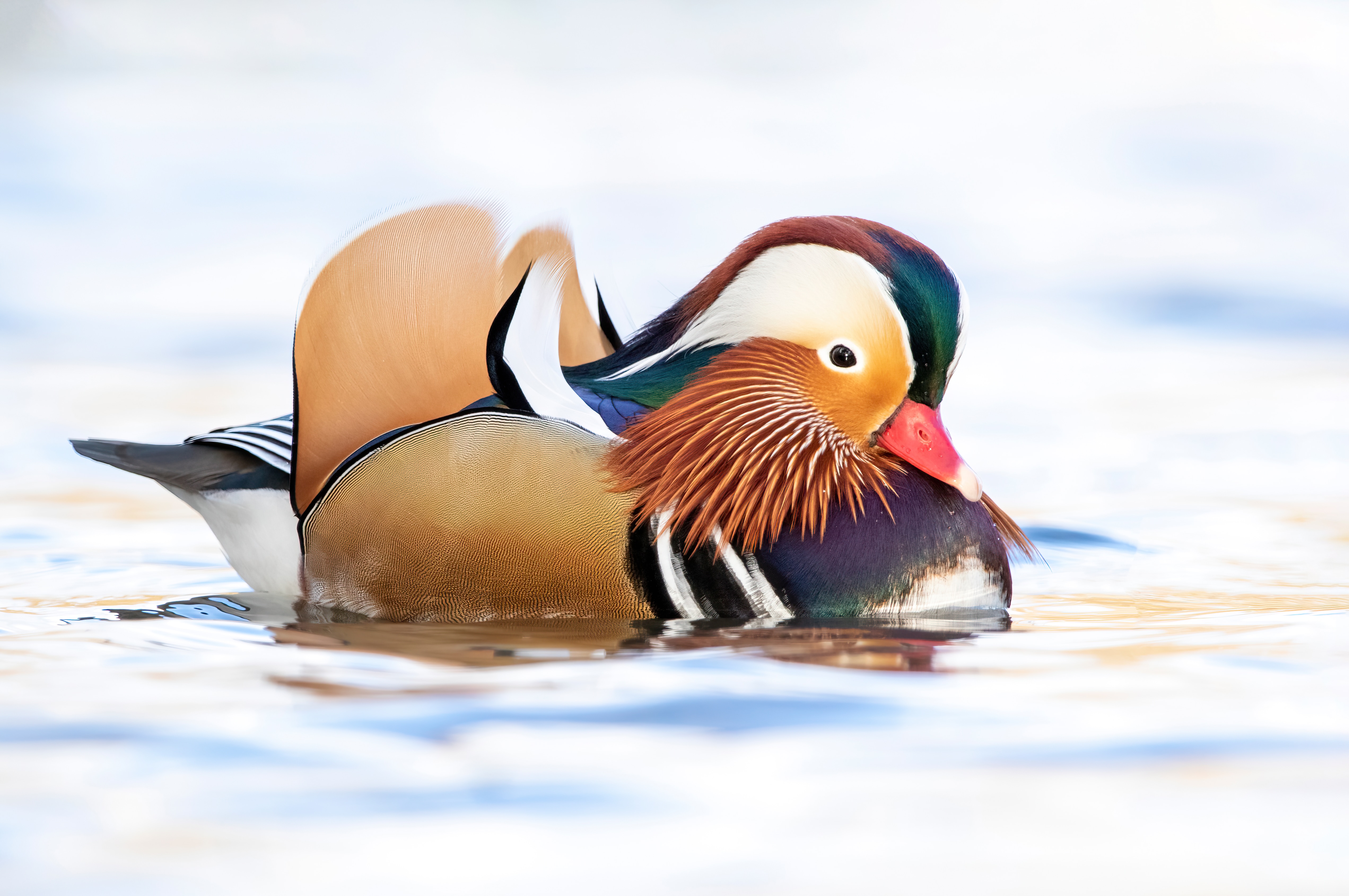 Canard mandarin — Wikipédia