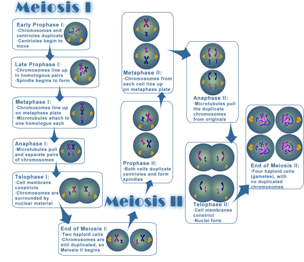 Unraveling the Wonders of Meiosis: A Journey into Genetic Diversity