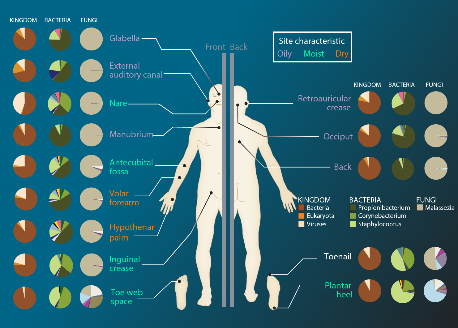 Microbiome