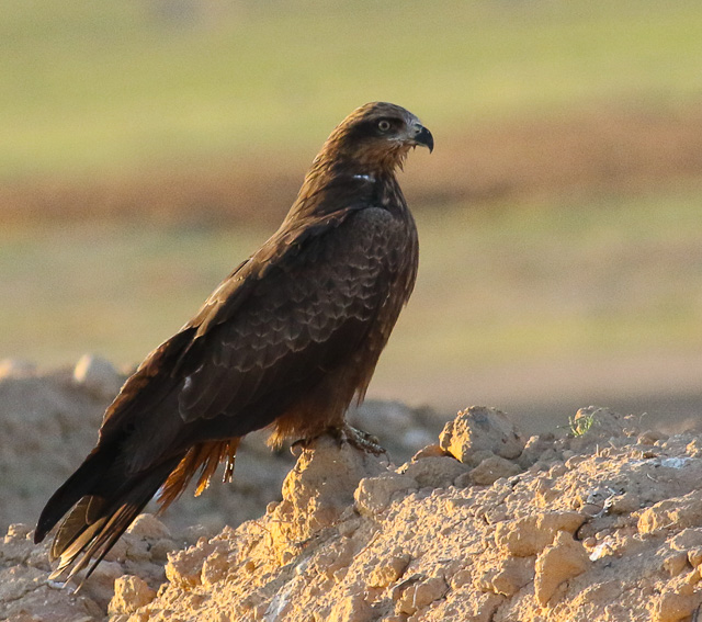 File:Milvus migrans at Dudaim ,Israel 19.jpg