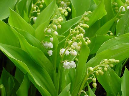 Le Jolis Mois de Mai (d'Aimer) ... Muguet