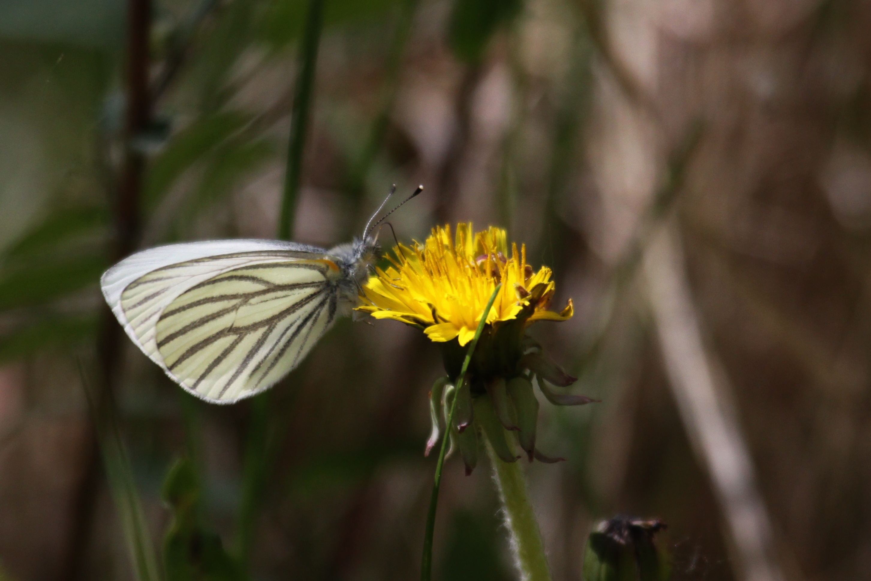 Pieris brassicae - Wikipedia