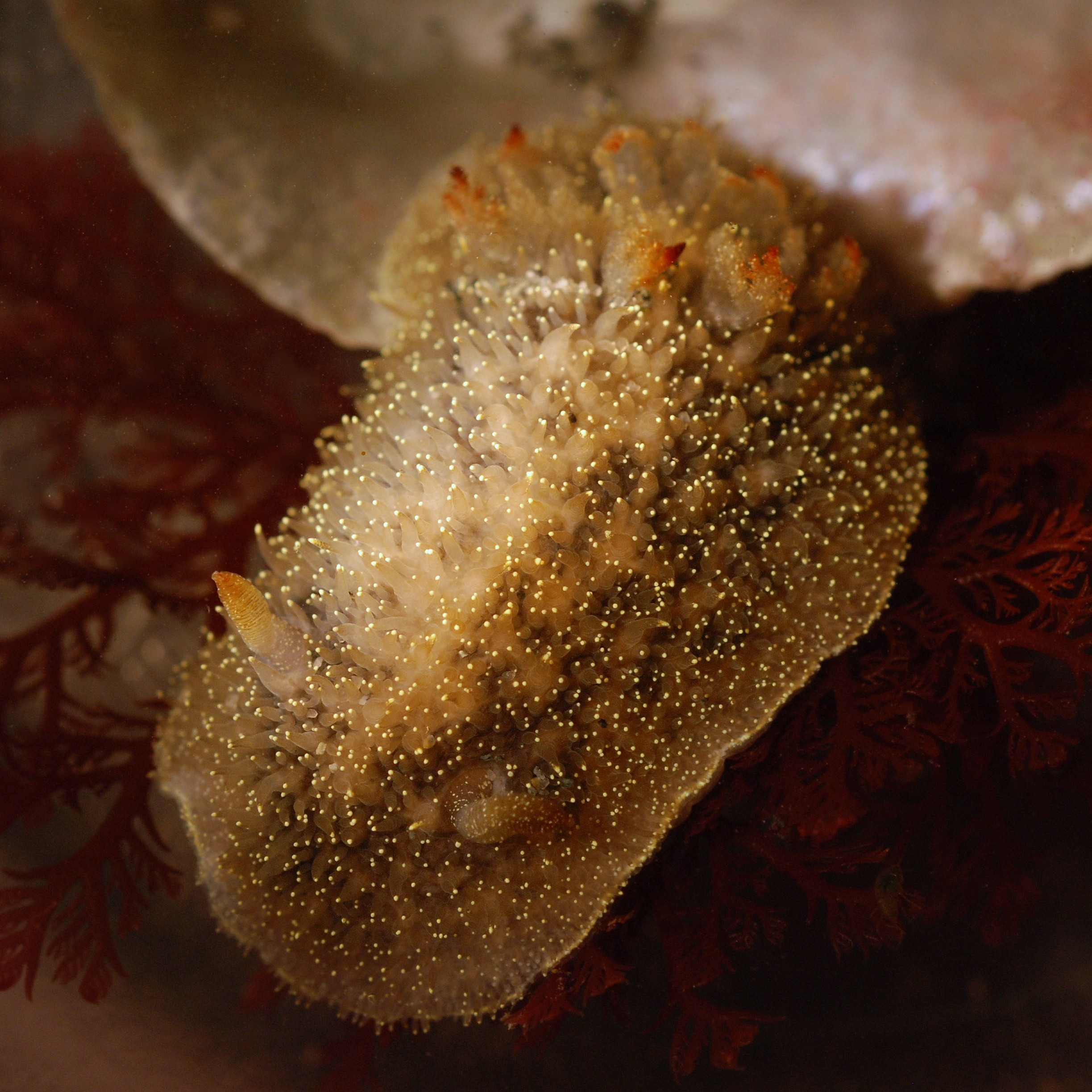 animals, Nudibranchia, Underwater Wallpapers HD / Desktop 