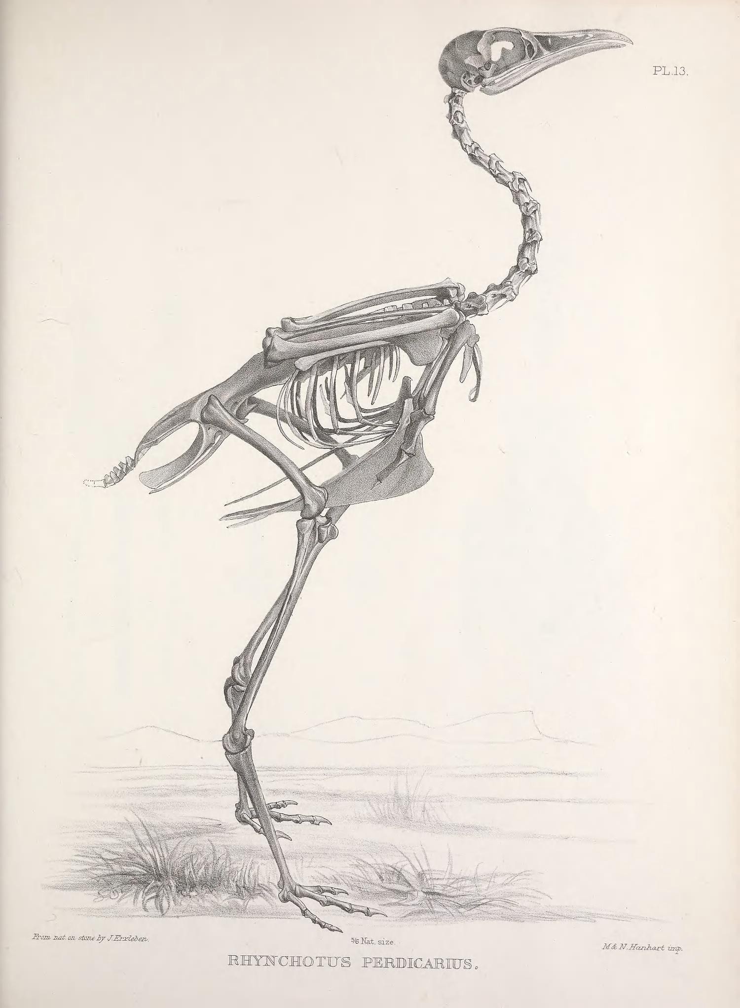 Сумие скелет птицы