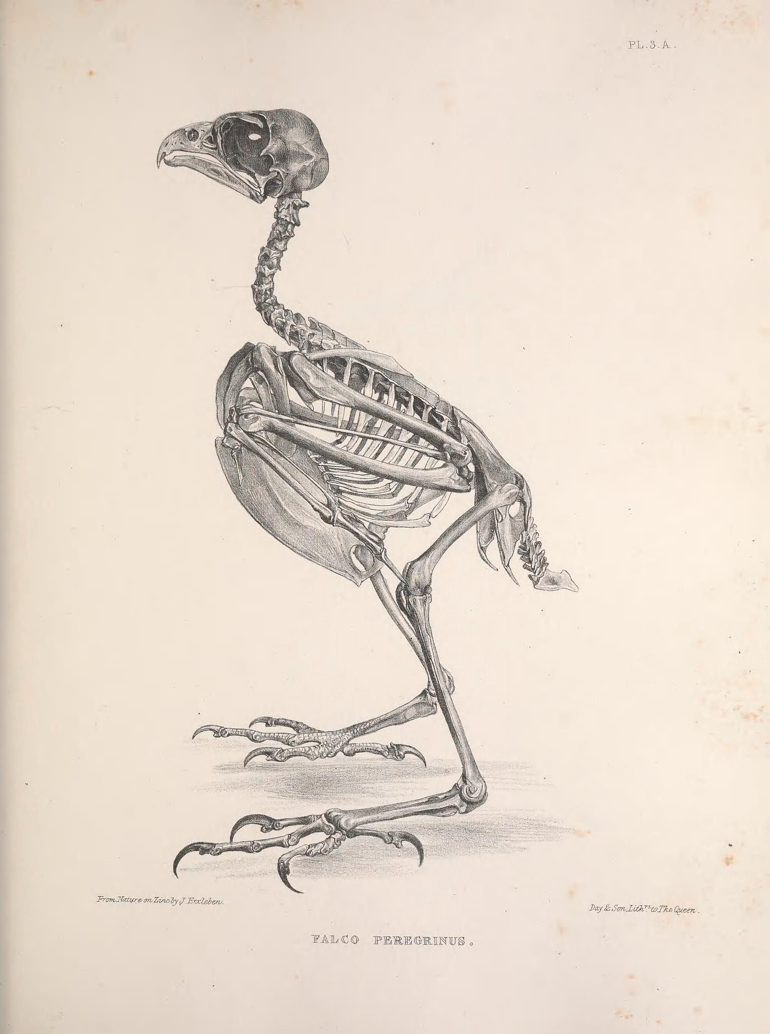 Скелет птицы рис 151
