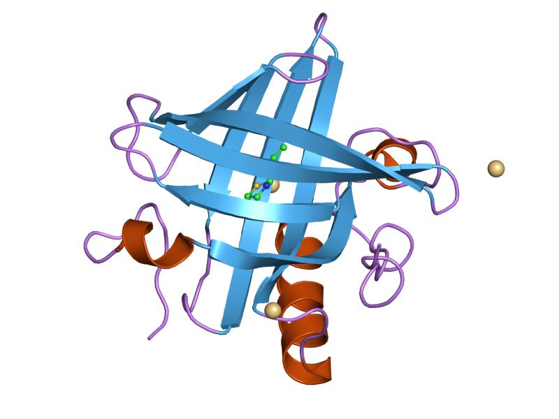 File:PDB 1mup EBI.jpg