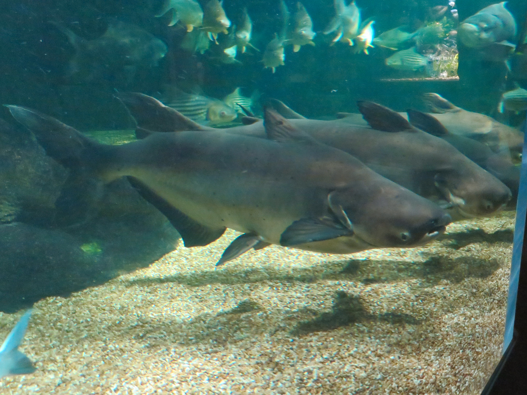 Mekong giant catfish - Wikipedia