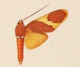 <i>Paranerita triangularis</i> species of insect