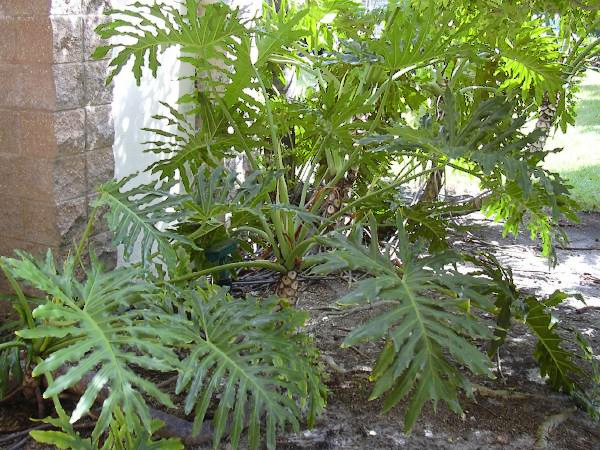 Image result for Philodendron