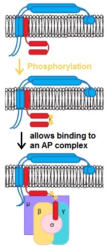 Protein phosphorylation allows specific interactions with a clathrin adaptor protein complex PhosphoControlc.jpg