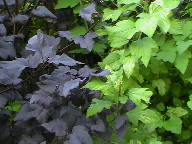 File:Physocarpus opulifolius 'Diablo' & 'Luteus' 096.jpg