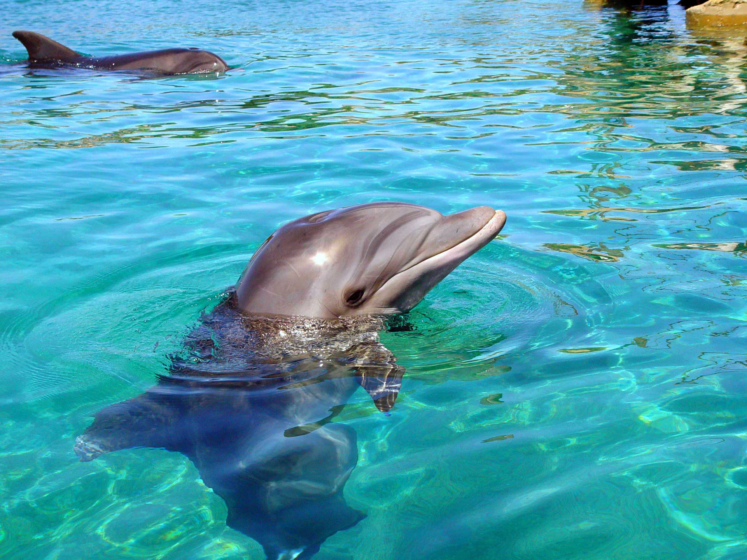 Bottlenose dolphin - Wikipedia