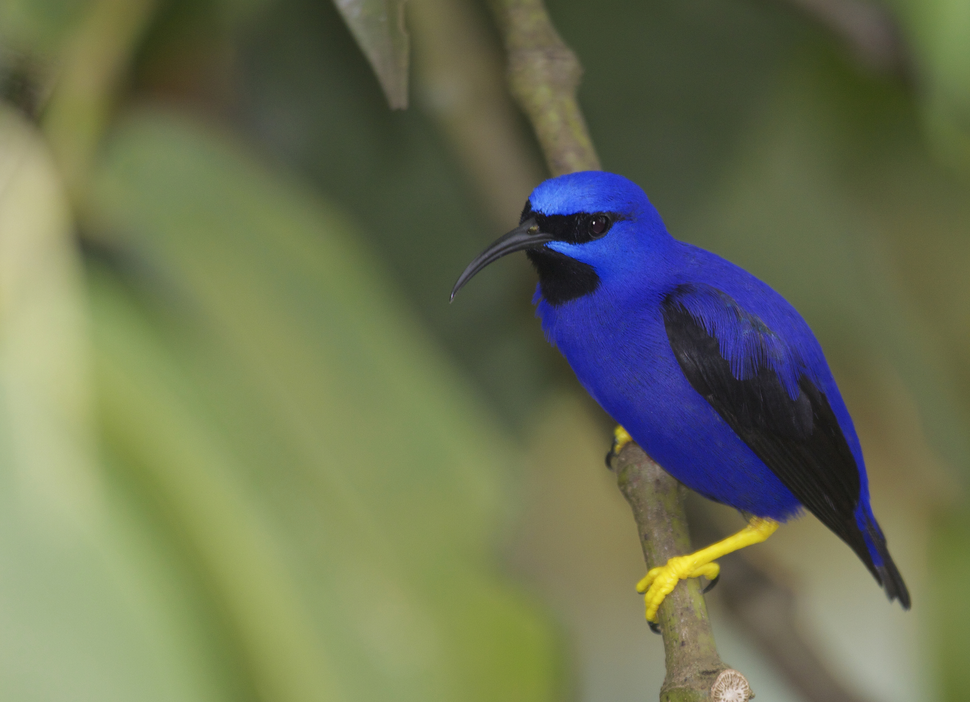Image result for purple honeycreeper