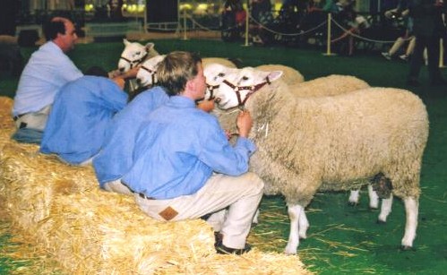 File:RAS judging the Border Leicesters.jpg