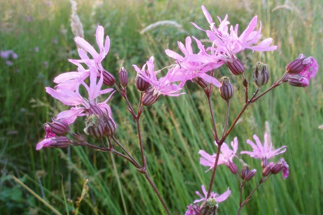 File:Ragged Robin - geograph.org.uk - 495258.jpg