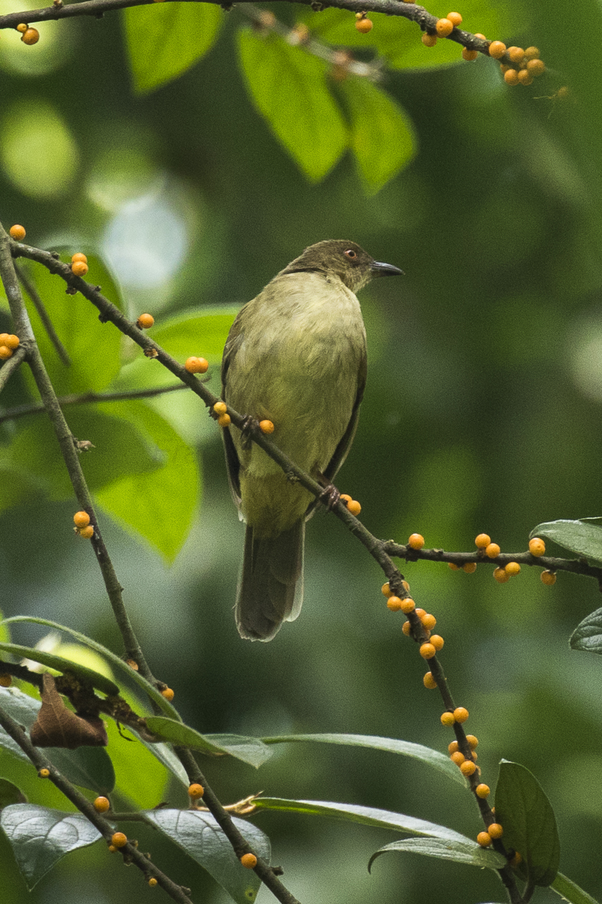 File Red eyed Bulbul Carita West Java MG 3390 29208831184