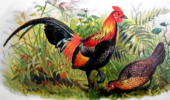 File:Red junglefowl hm.jpg