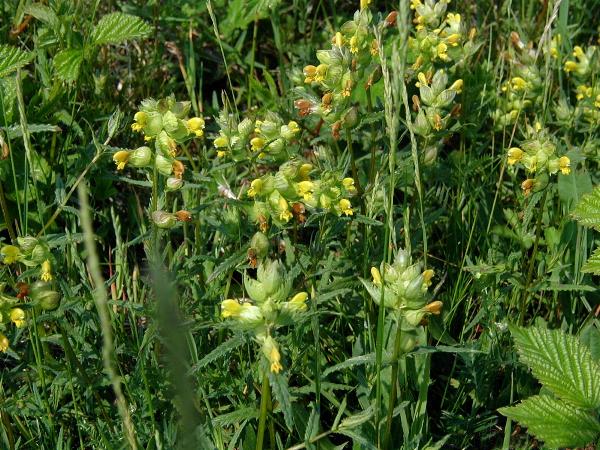 File:Rhinanthus-serotinus.JPG