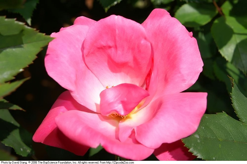 Image of Rosa Knock Out flower