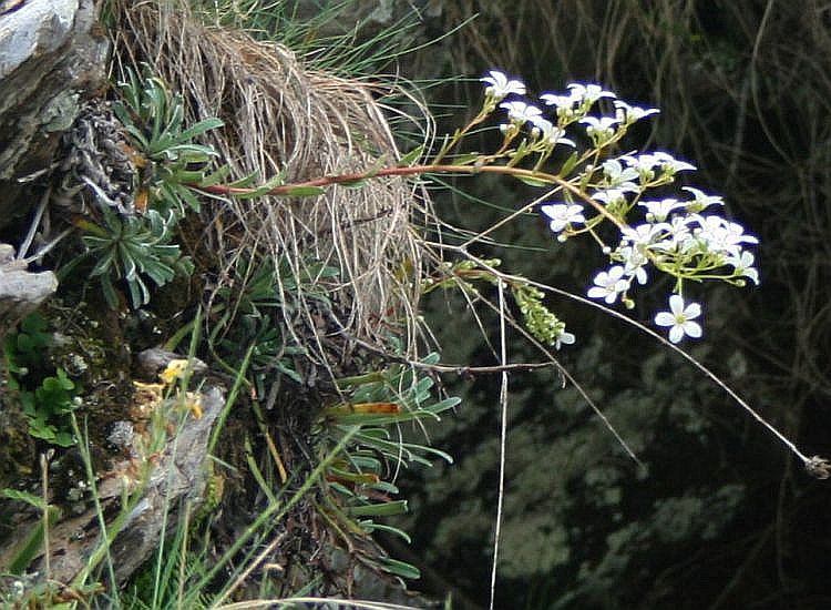 Saxifraga callosa 2