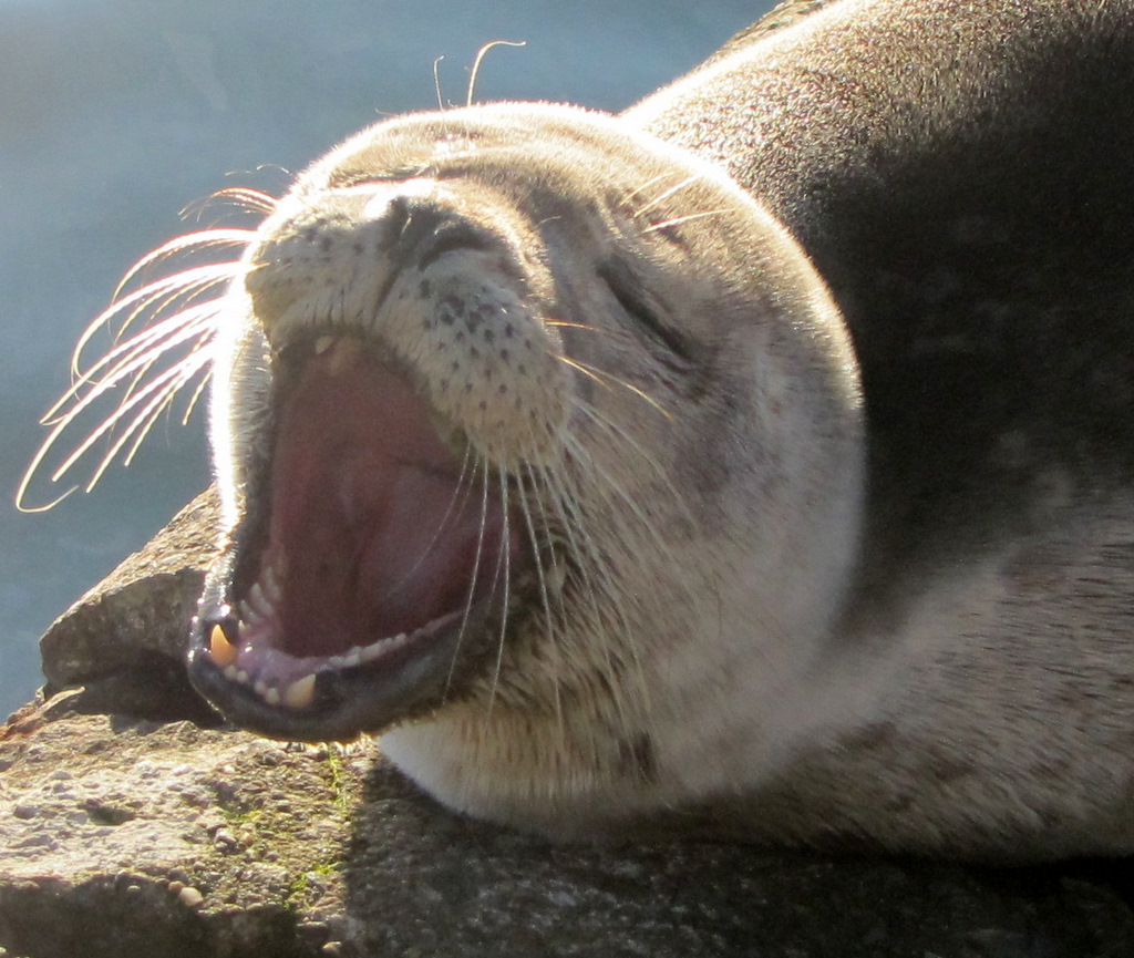 Seal перевод животного