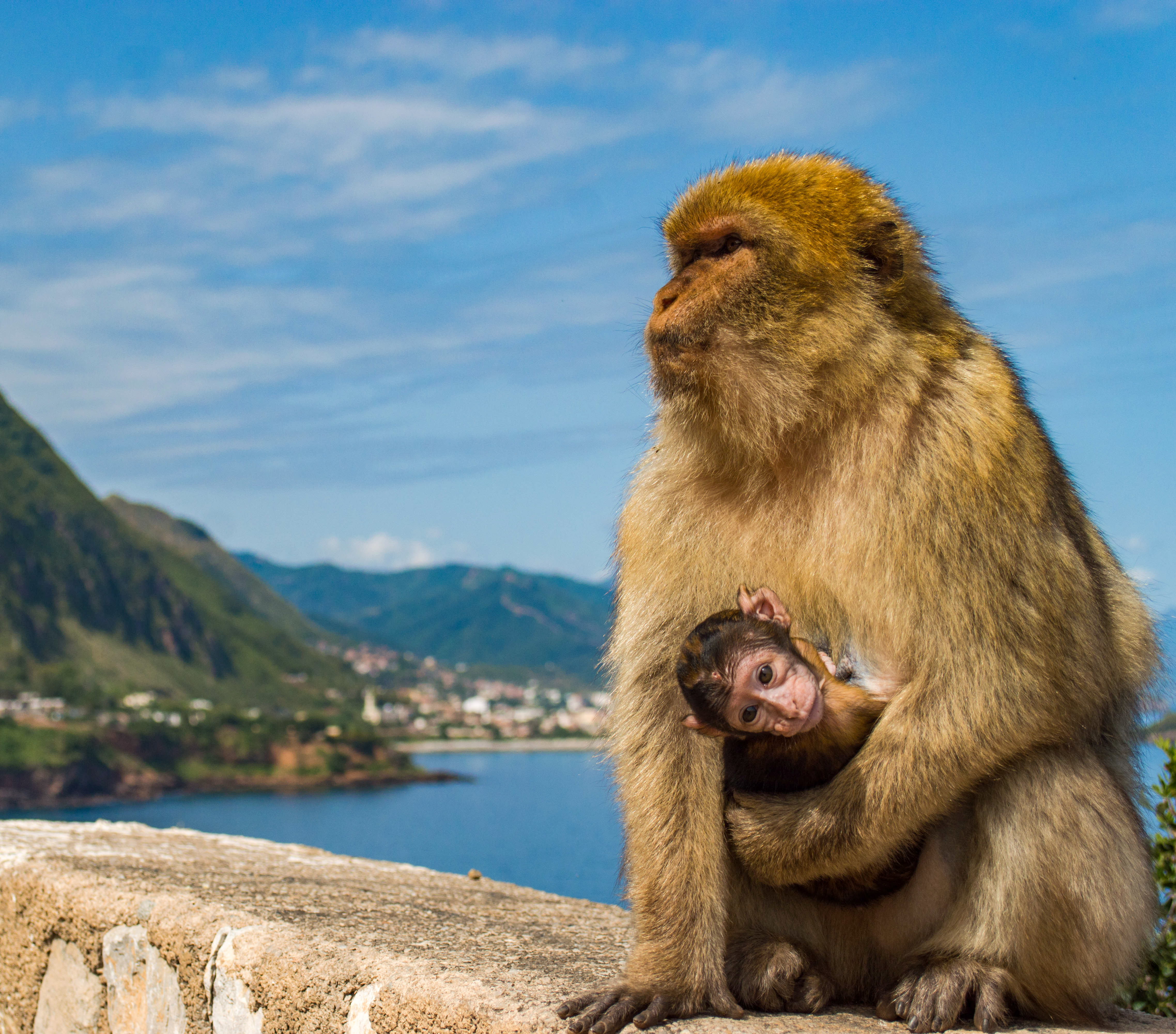 le macaque - macaque singe