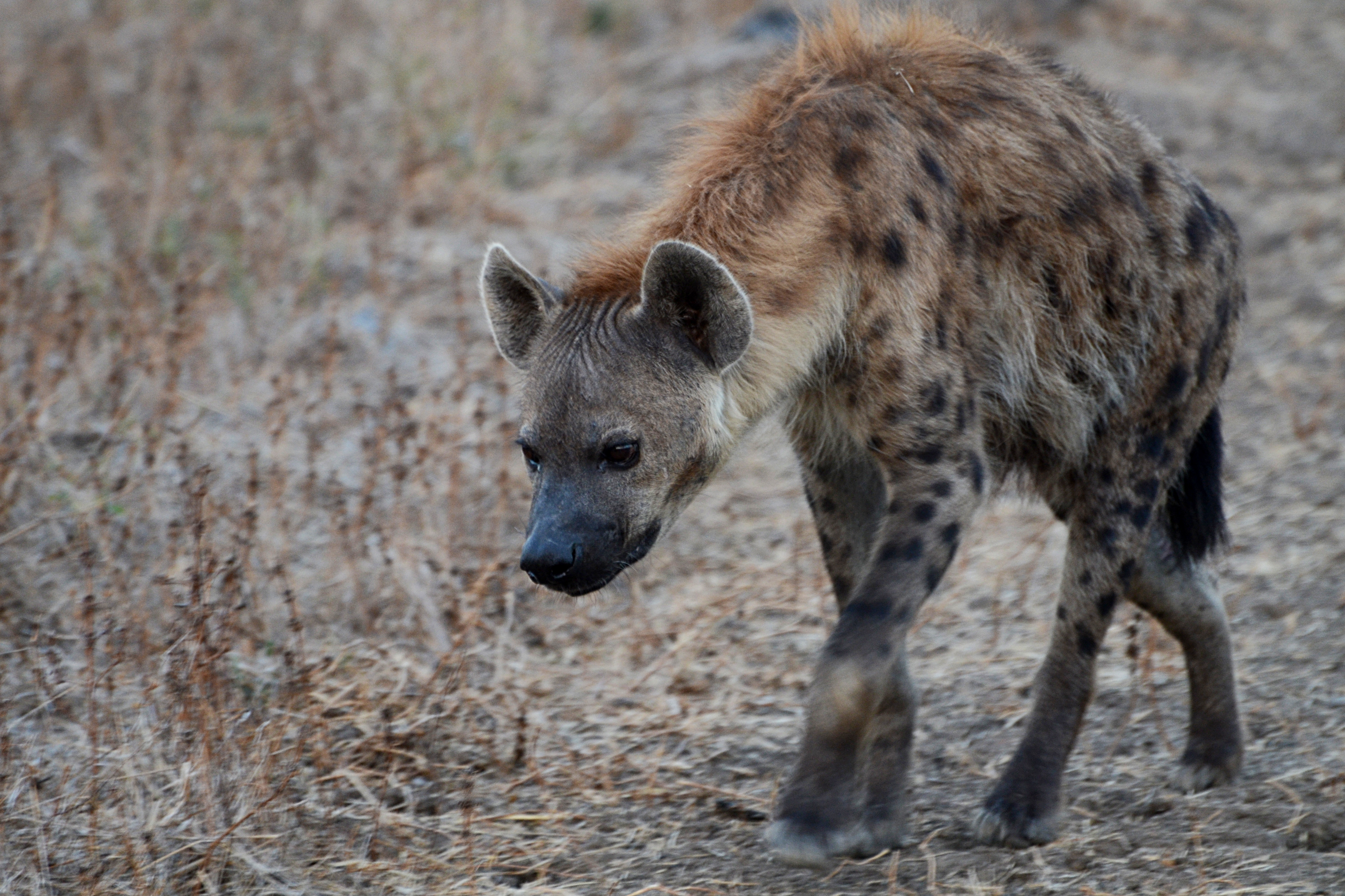 desert carnivores