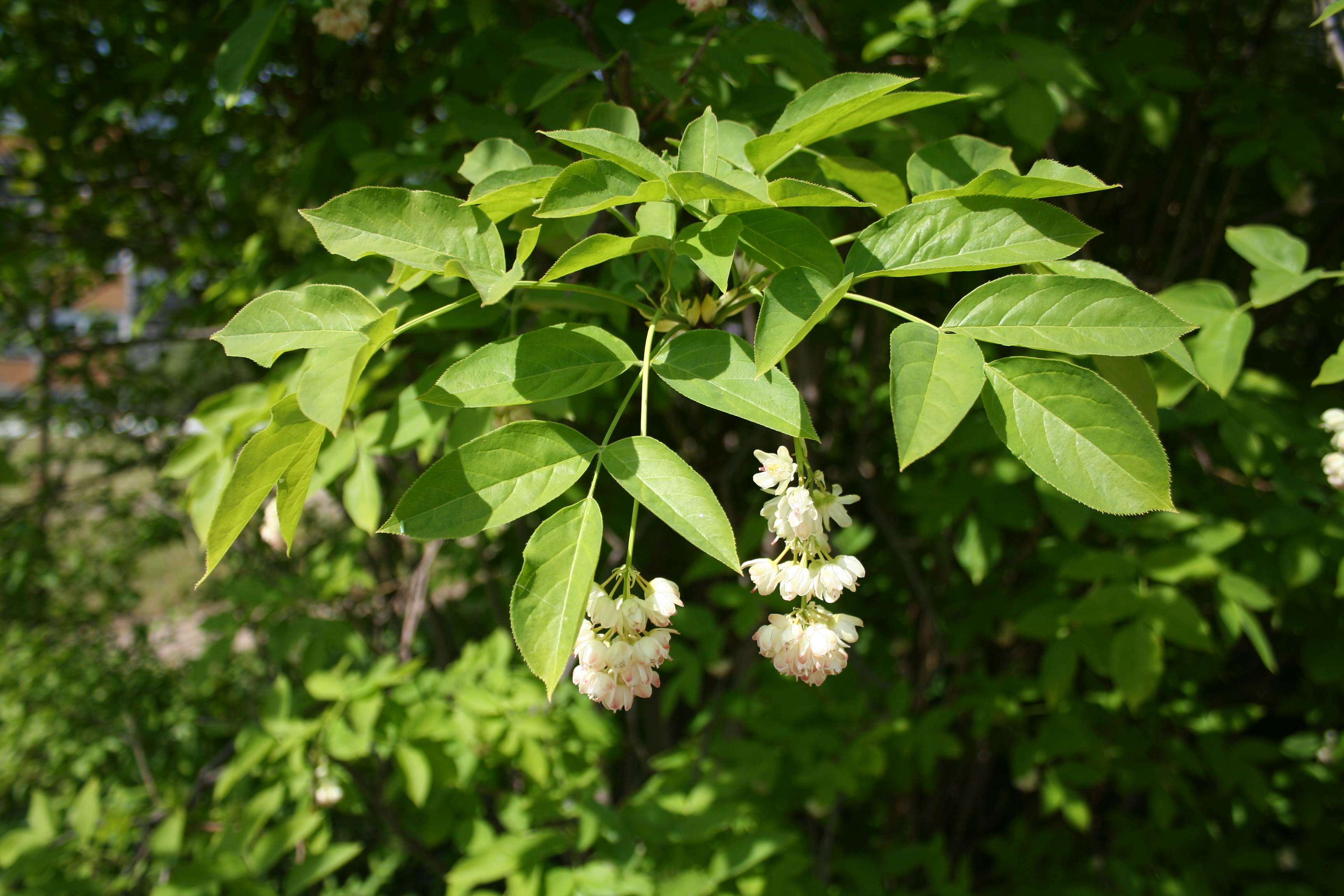 Деревья средней полосы фото. Клекачка перистая. Клекачка перистая Staphylea pinnata. Клекачка стафилея Колхидская. Клекачка ДЖОНДЖОЛИ.