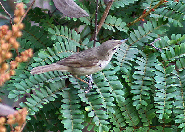 File:Syke's warbler I IMG 1610.jpg