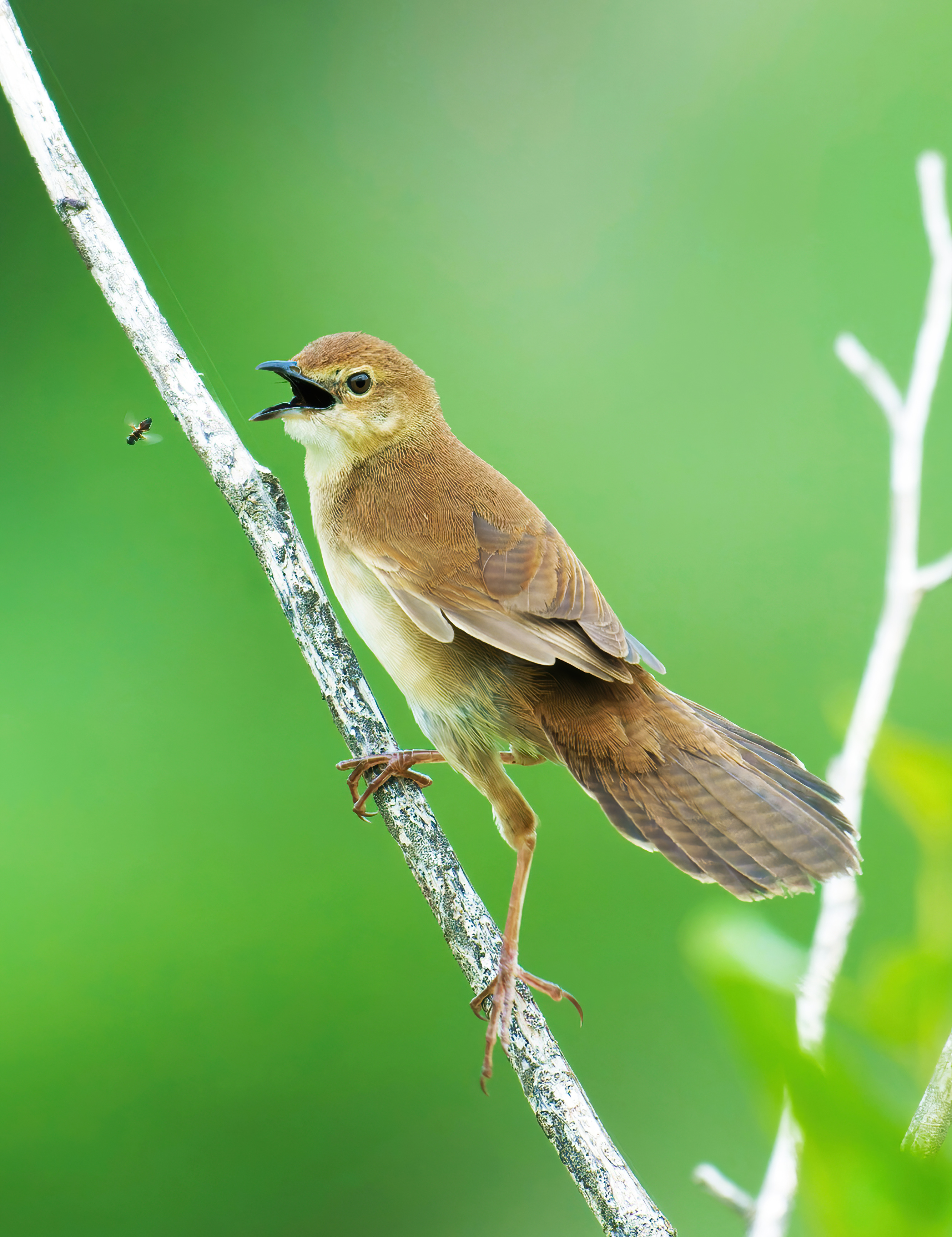 Protecting rare bird species urgency