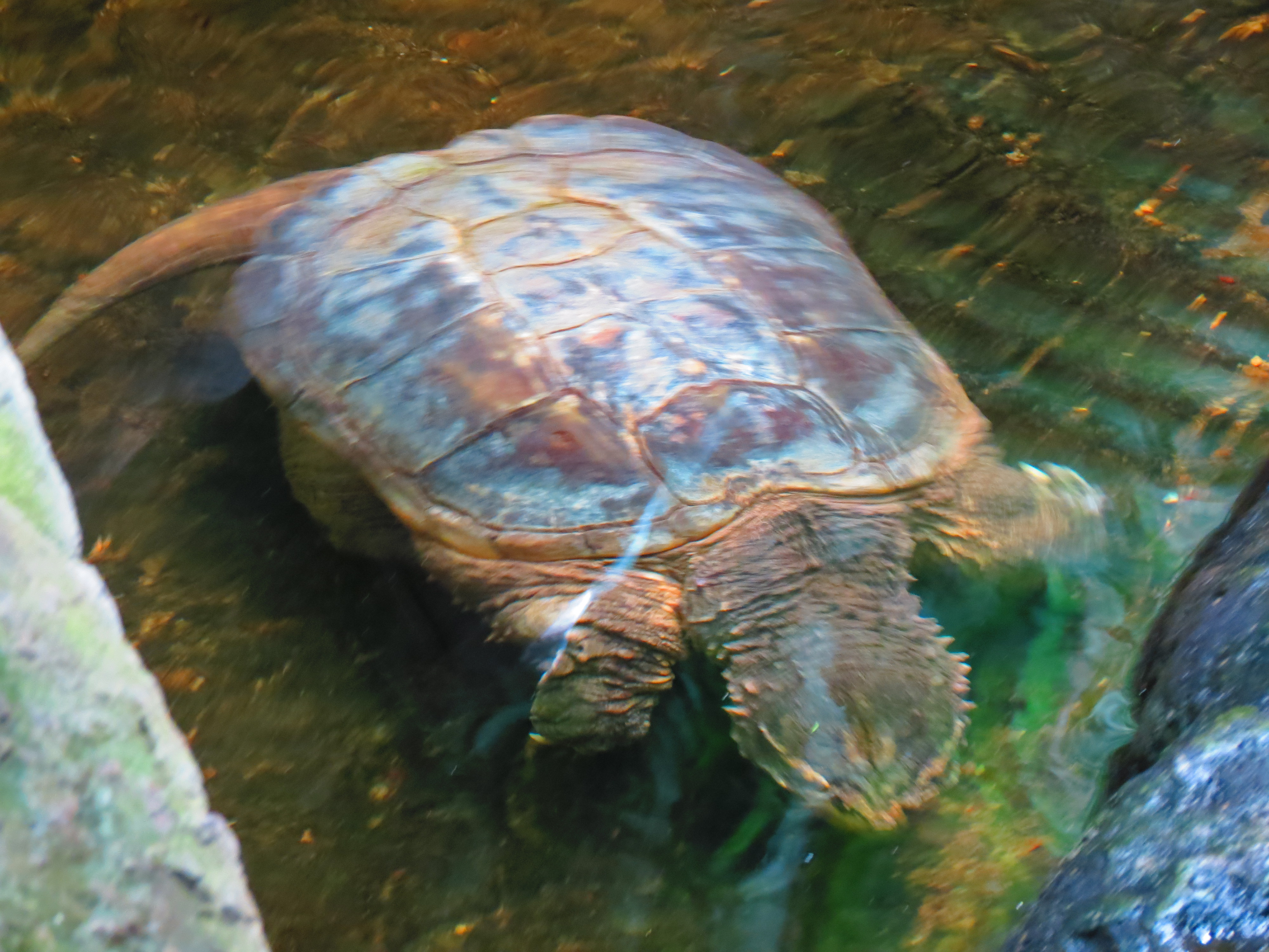 Las tortugas hibernan