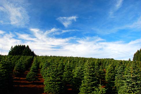 File:Tree Farm (Polk County, Oregon scenic images) (polDA0005a).jpg