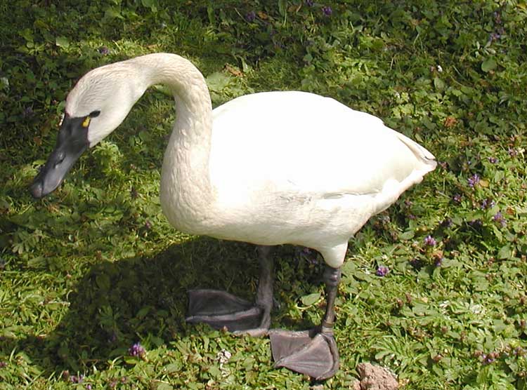 File:Tundra.swan.750pix.jpg