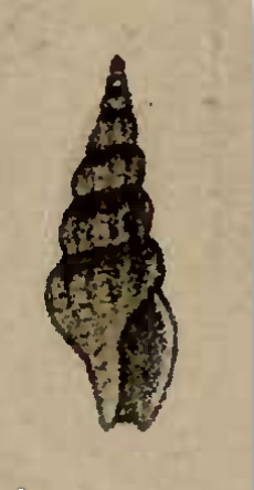 <i>Turridrupa nagasakiensis</i> Species of gastropod