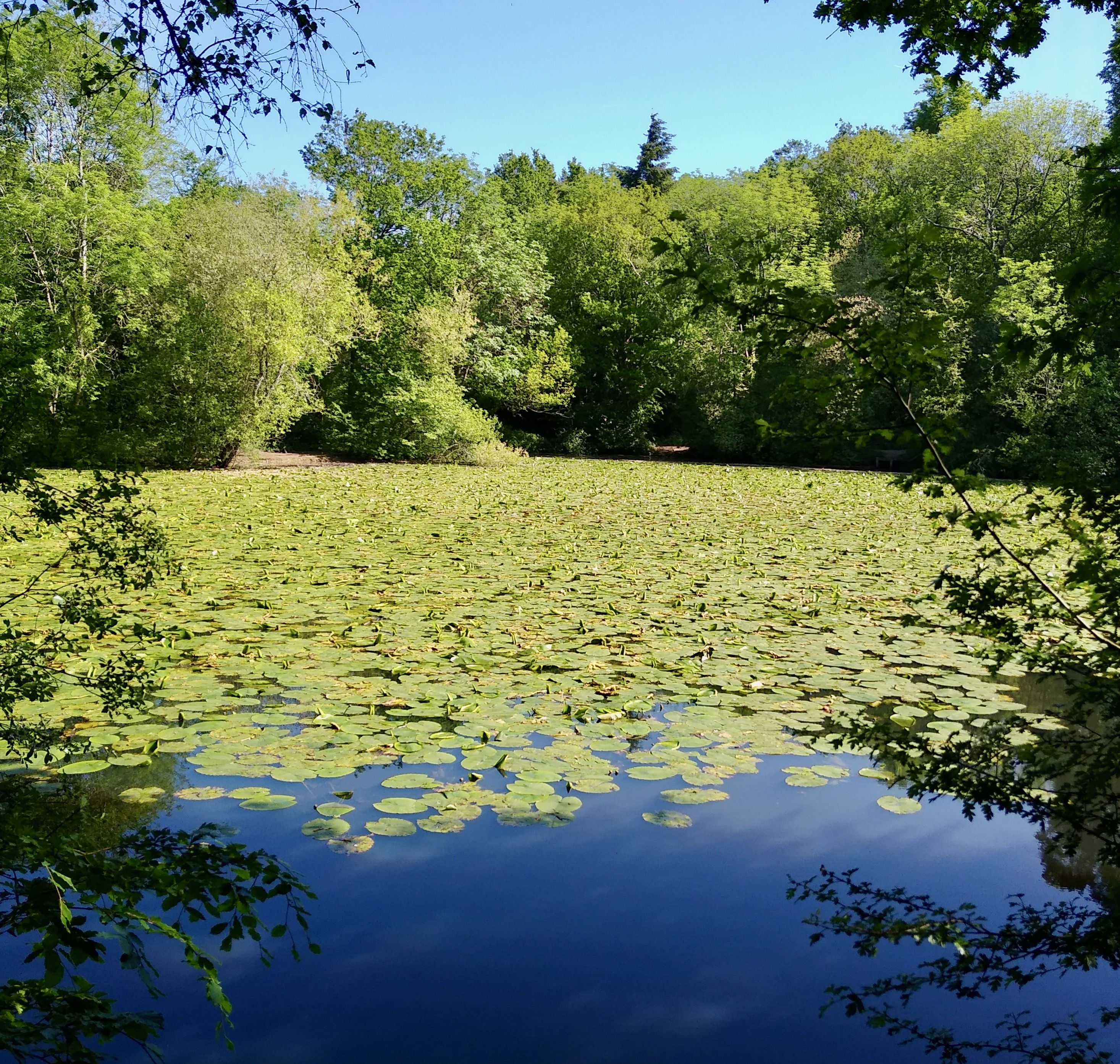 Ashtead Park