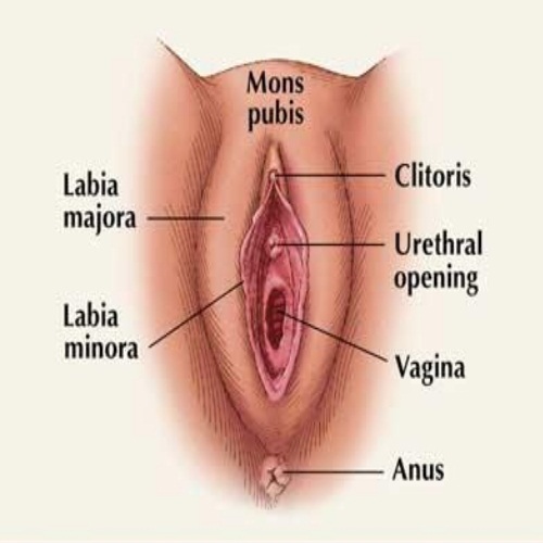 File:Vagina 1.jpg