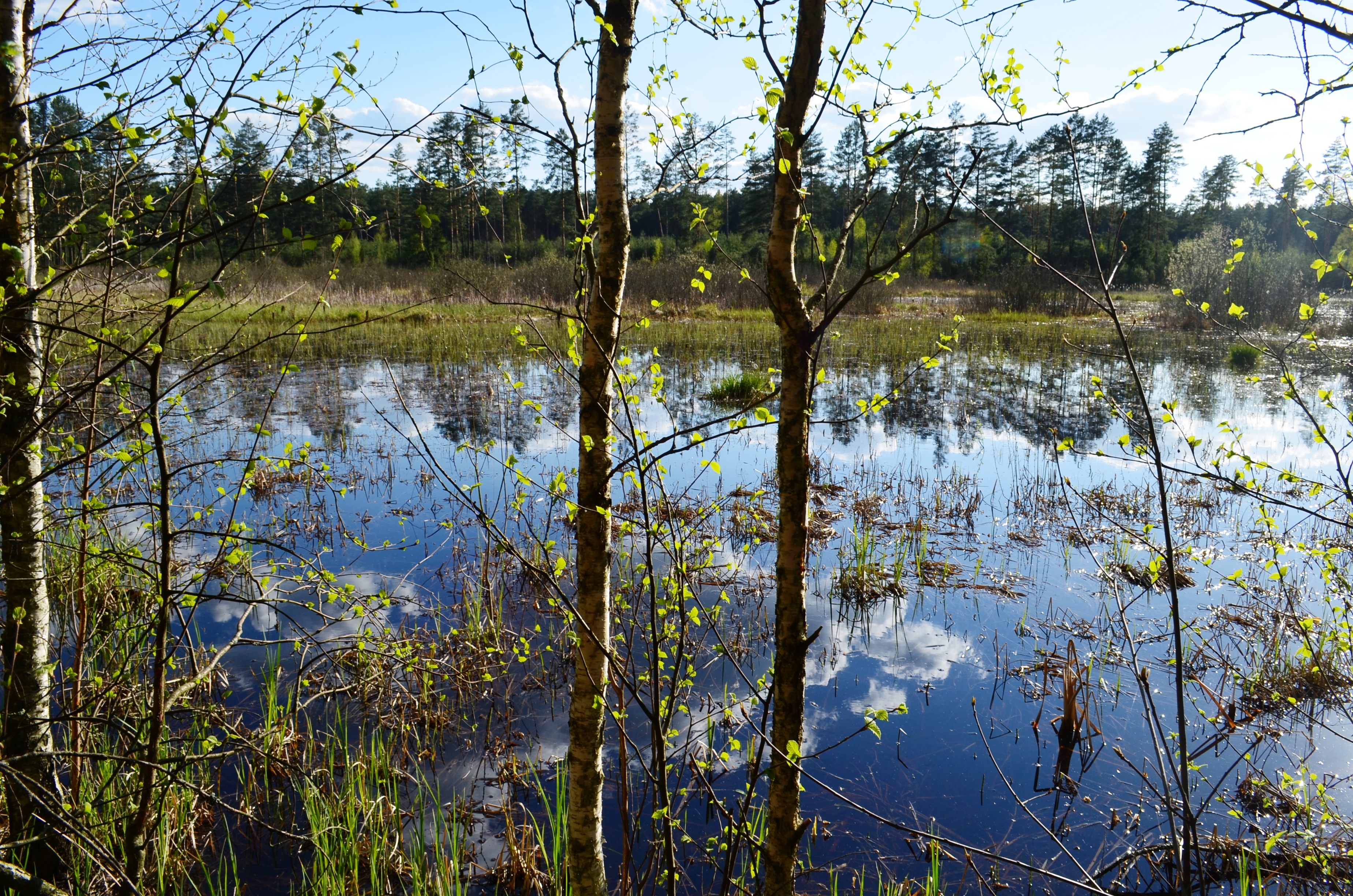 Lithuanian bog,