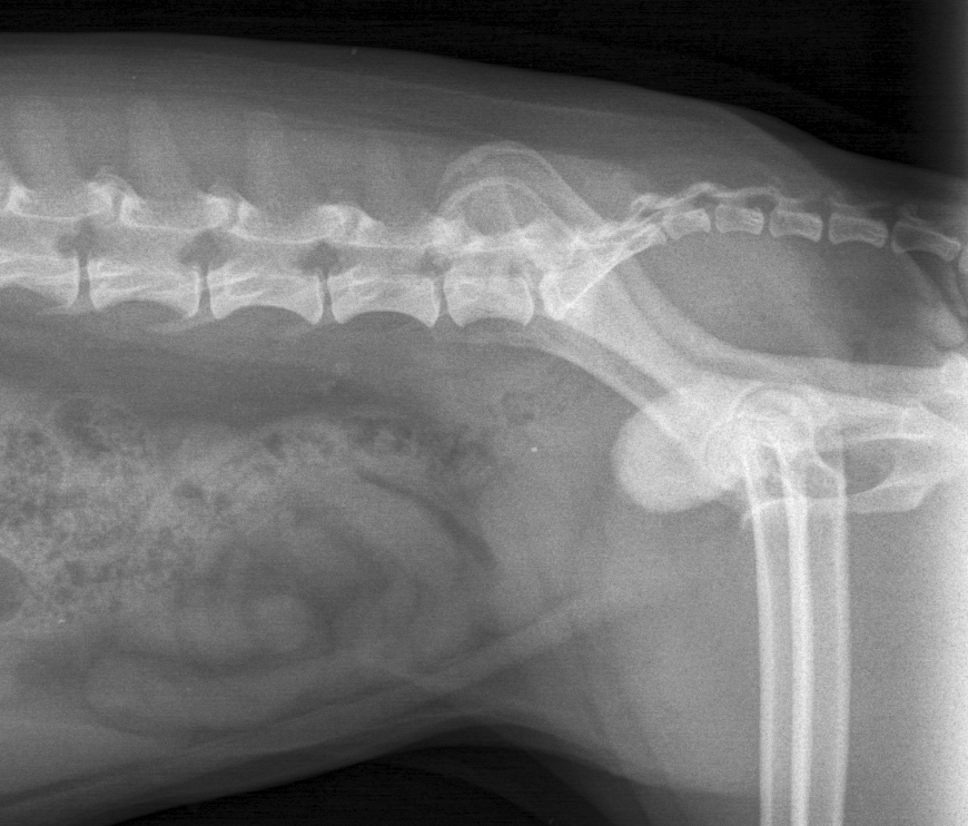 dog with bladder stones surgery