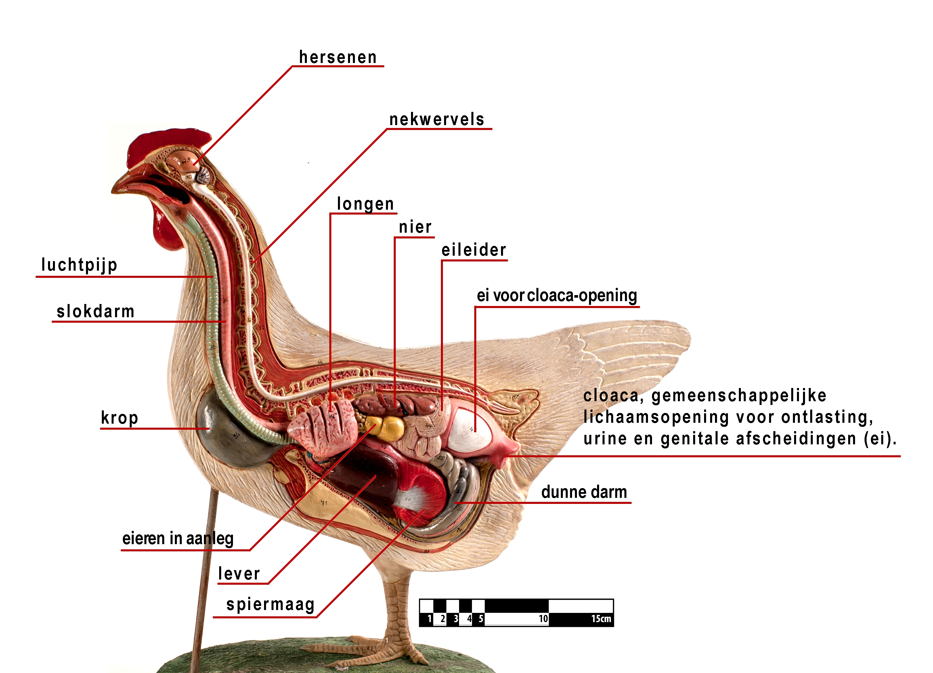 File:Anatomie kip.jpg - Commons