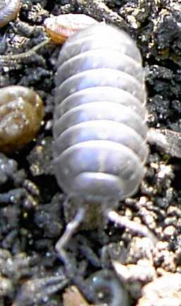 File:ArmadillidiumVulgare2.jpg