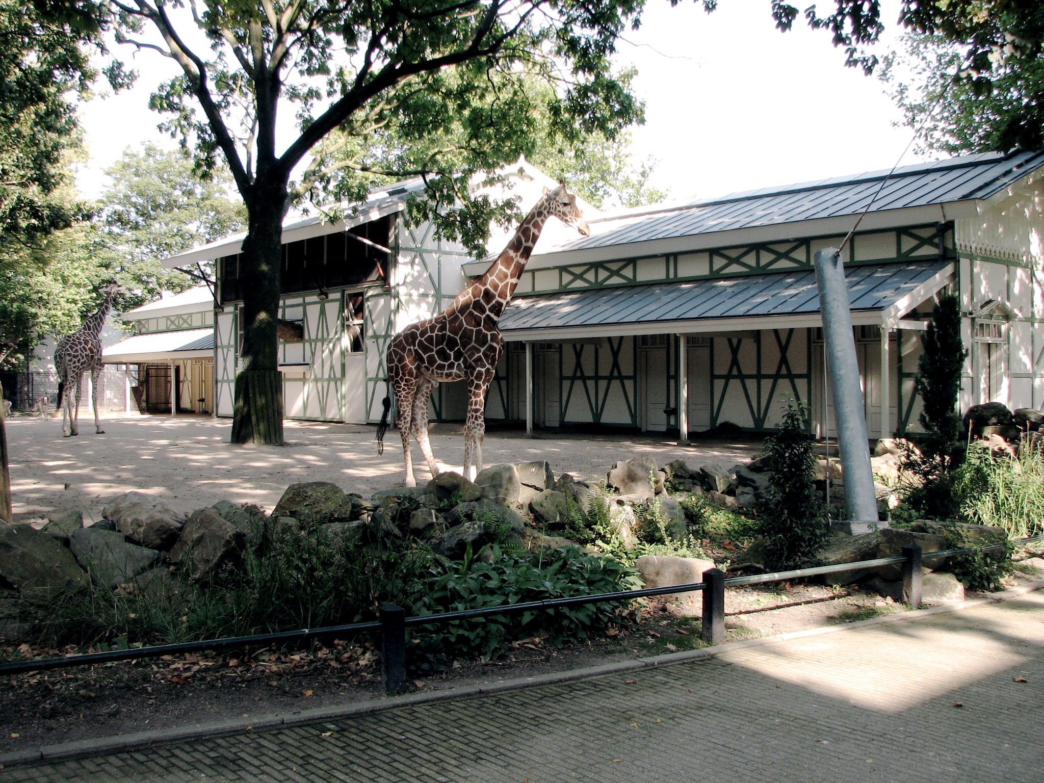 Royal zoo. Королевский зоопарк Артис в Амстердаме. Зоопарк в Амстердаме. Зоопарк Артис ЗУ В Амстердаме. Детский зоопарк Амстердам.