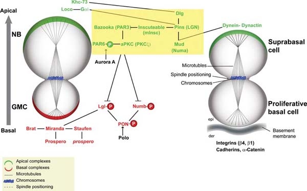 File:Asymmetric cell division in Drosophila larval neuroblasts (NBs; on the left) and mammalian epithelia (on the right)..jpg